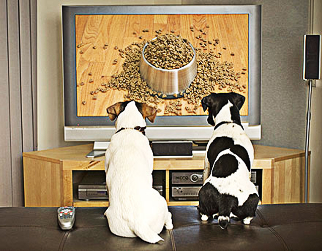 Dogtv